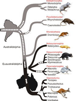 Diagrama filogenético dos marsupiais