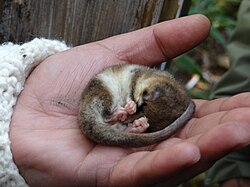 Monito del monte em atividade