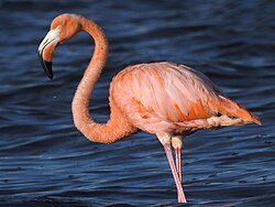 Flamingo-do-caribe em pé em águas rasas