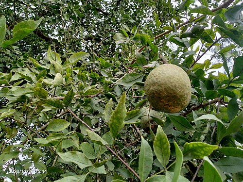 Folhas e frutos de Bael