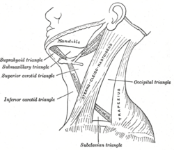 Divisão dos triângulos cervicais pelo músculo esternocleidomastoideo