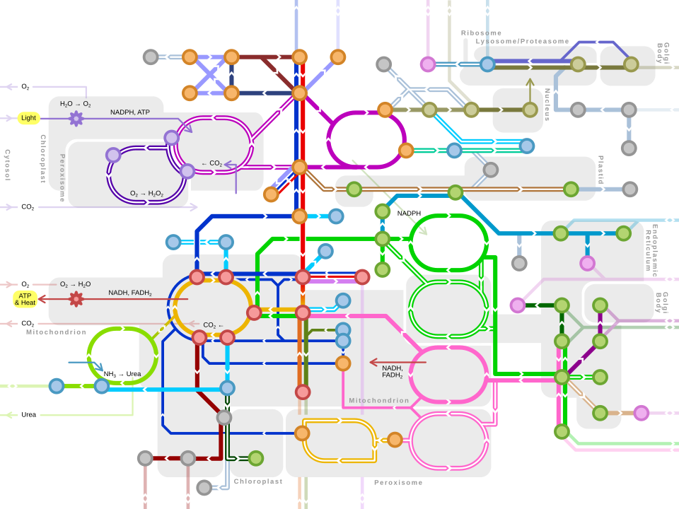 Mapa de vias metabólicas principais
