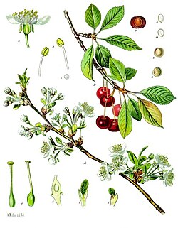 Frutos de cereja ácida em um galho