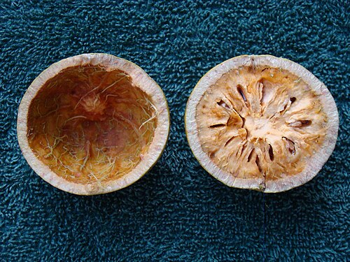 Interior do fruto de Bael