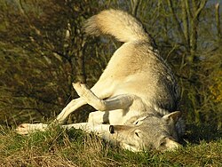 Lobo farejando o solo