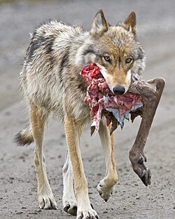 Lobo do Alasca caçando