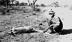 Exemplo de animal de caça na Austrália