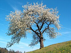 Árvore de cereja ácida em ambiente de cultivo